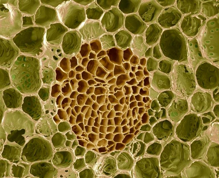1-xylem-and-phloem-plant-tissue-sem-steve-gschmeissner