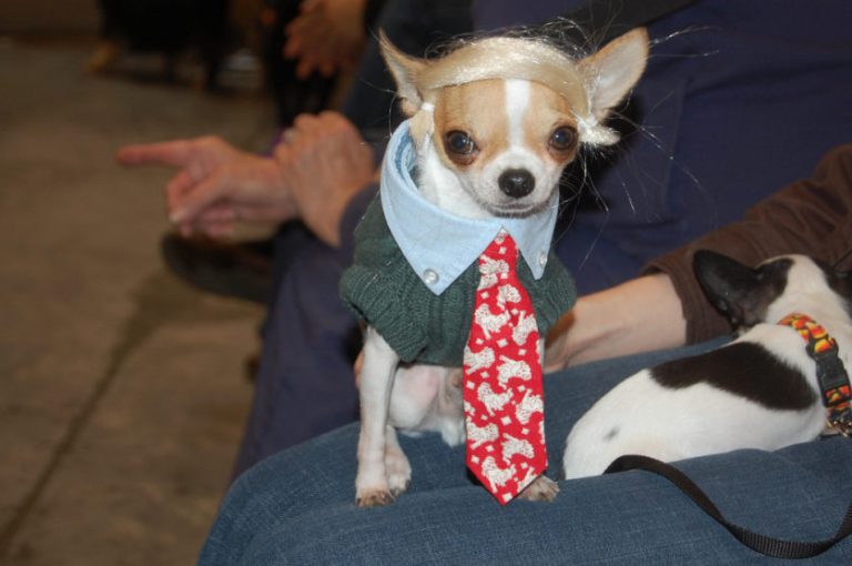 trump-chihuahua-838x557